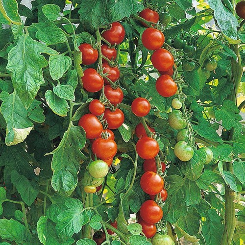 Thompson morgan tomato - thompson,