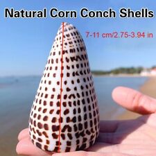 Natural Corn Conch Shells Black Seashells Home Ornament Fish Tank Decoration
