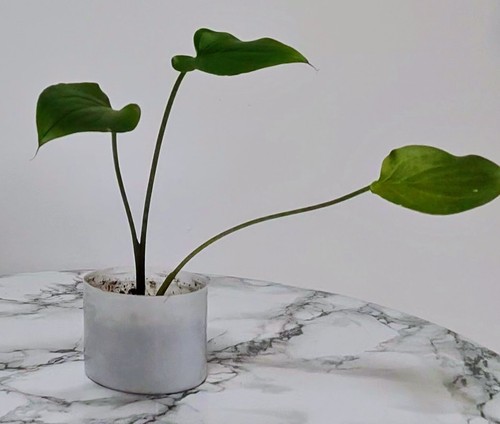 Calla lily starter - , plant