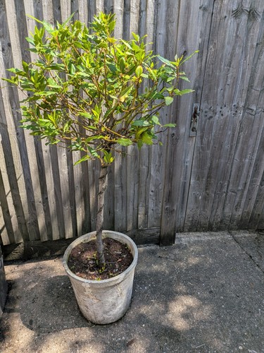 Lovely large bay tree - lovely, in