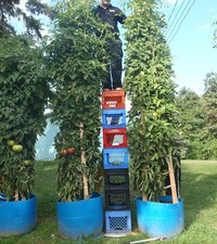TOMATO TREE * TALLEST *
