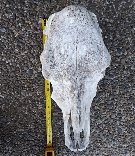 Large cow skull - large,