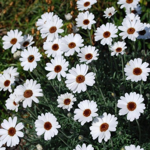 Rhodanthemum plug plants - rhodanthemum,