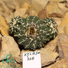 5.9cm Multi Heads Rare Cacti