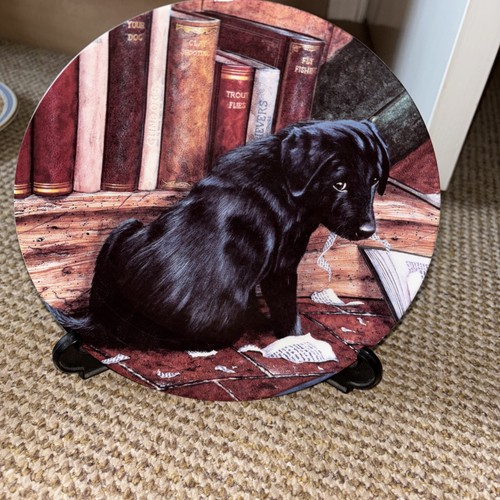 Wedgwood labrador retriever - wedgwood,