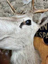 Roe Deer Stag Head and