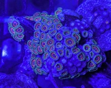 🔥 WYSIWYG: "The Radioactive