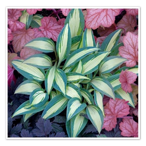 Hosta little treasure - hosta,