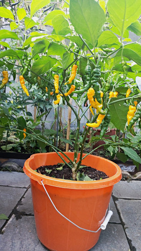 Potted yellow submirin spicy - yellow,