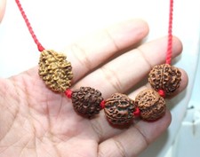 Shiva Shakti Rudraksha 2 3 4 5