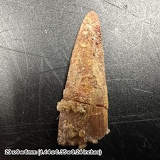 Rare Genuine Pterosaur