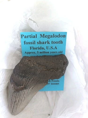 Genuine megalodon fossil - genuine, shark