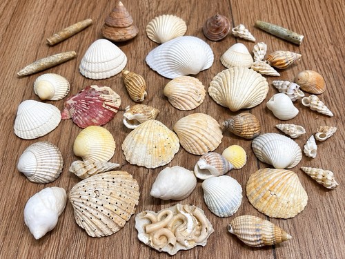 Margate kent seashell - margate,