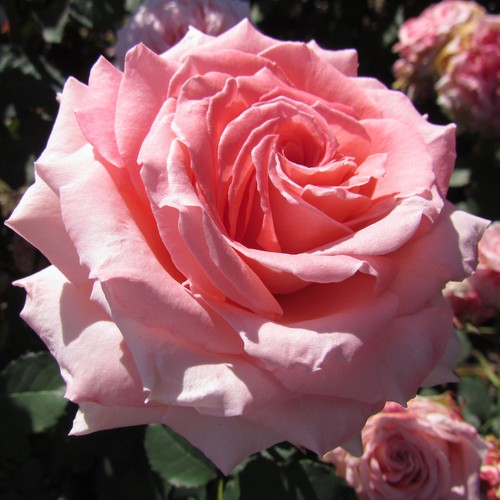 Gorgeous girl 5lt potted - gorgeous,