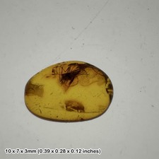Baltic amber with unidentified