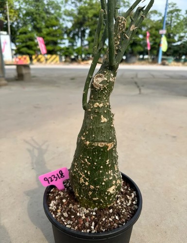 Rare live house plant adenia - live,