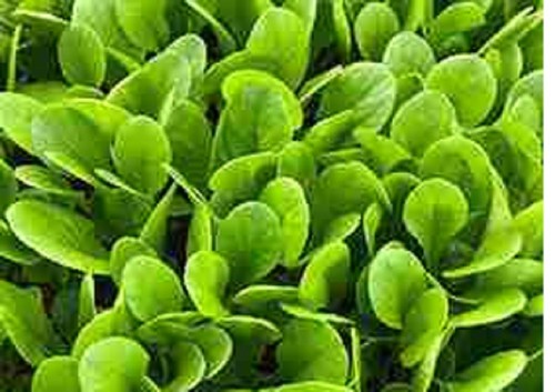 Lettuce babyleaf mini - 5, x