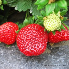 Strawberry 'Eros' - 10 bare