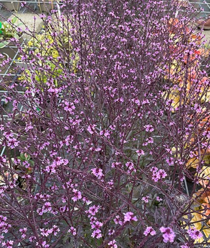 Verbena lavender lace hardy - 6,