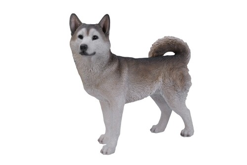 Dog standing siberian husky - standing,
