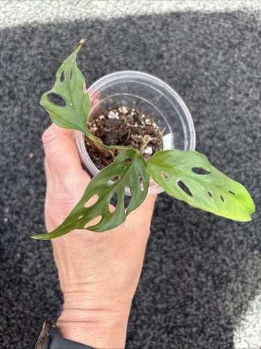 Monstera obliqua leichtinii - obliqua,