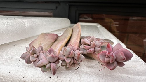 Huge rooted graptopetalum - huge,