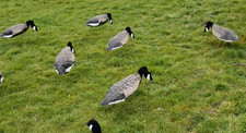 Goose Decoys Sillosock Canada