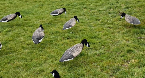 Goose decoys sillosock canada - goose,