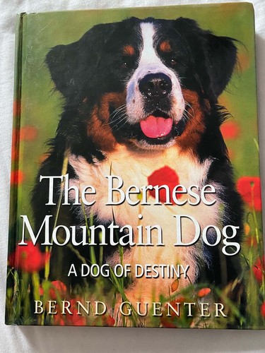 The bernese mountain - the,