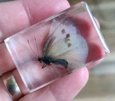 Real MOTH  Butterfly Bug