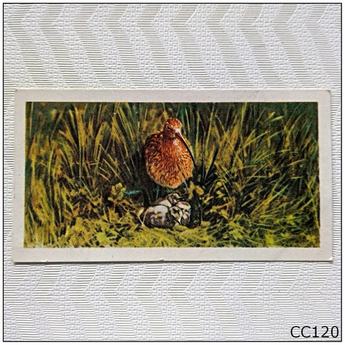 Brooke bond british - birds, #14