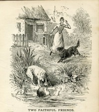 SMOOTH FOX TERRIER BORDER