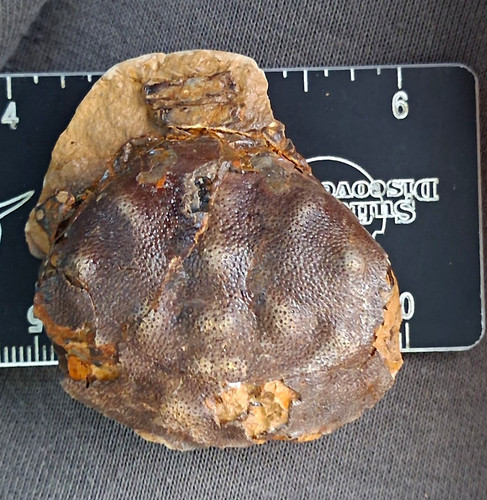 Fossil zanthopsis leachii crab - leachii,