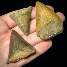 Great White Shark Teeth lot