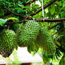 5 Seeds Annona Muricata
