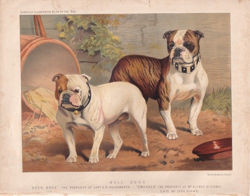 1881 original antique dog - 1881,