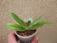 Rare Paphiopedilum sukhakulii