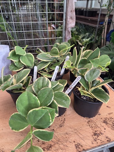 Hoya pachyclada variegated - pachyclada,
