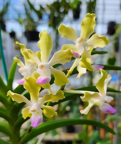 Vanda tessellata semialba - vanda,