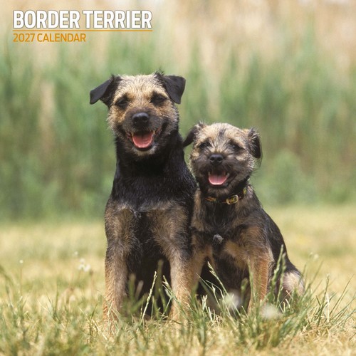 Border terrier 2027 - border,