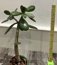 20cm Jade Money Plant Trees