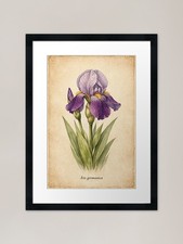 Iris Germanica Vintage