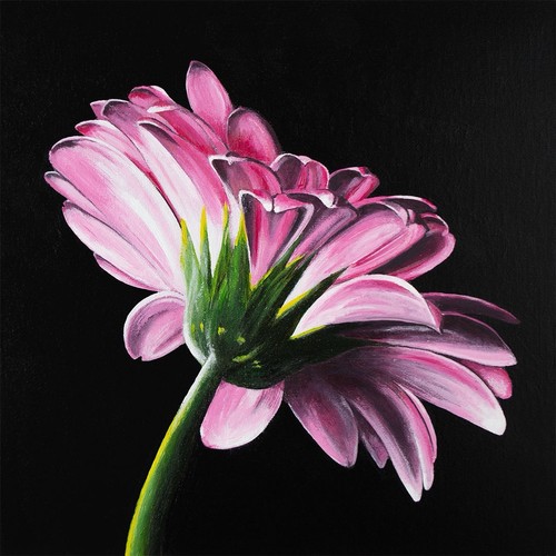 Pink gerbera wall - wall,