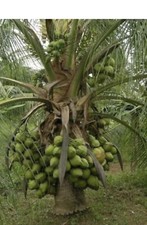 Unique Coconut Palm Exotic