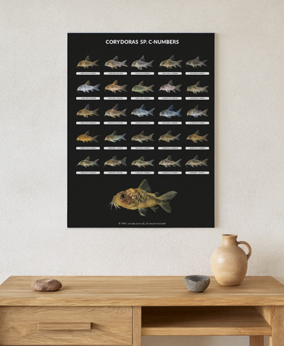 Corydoras numbers catfish - corydoras,