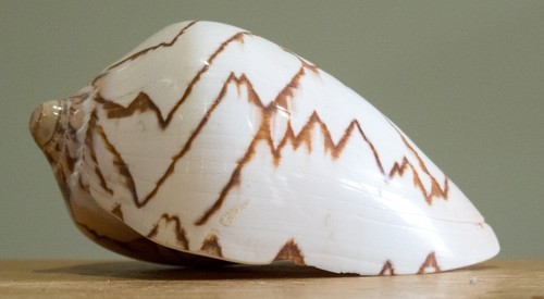 Large volute noble seashell - large,