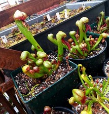 Darlingtonia californica, Cobra Lilly 50  fresh Seeds  2024 (mixed clones)