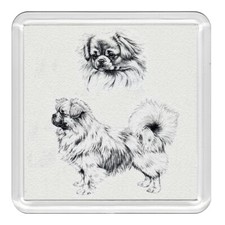 Tibetan Spaniel Dog Acrylic