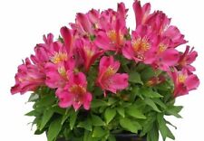 Alstroemeria Inca Goal Pink