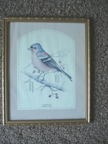 Gold colour frame - colour, chaffinch